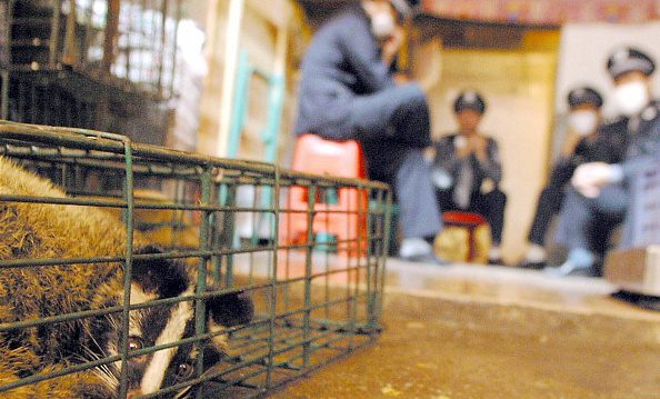 Chine : des marchés d’animaux sauvages auraient déjà rouvert seulement un mois après leur interdiction